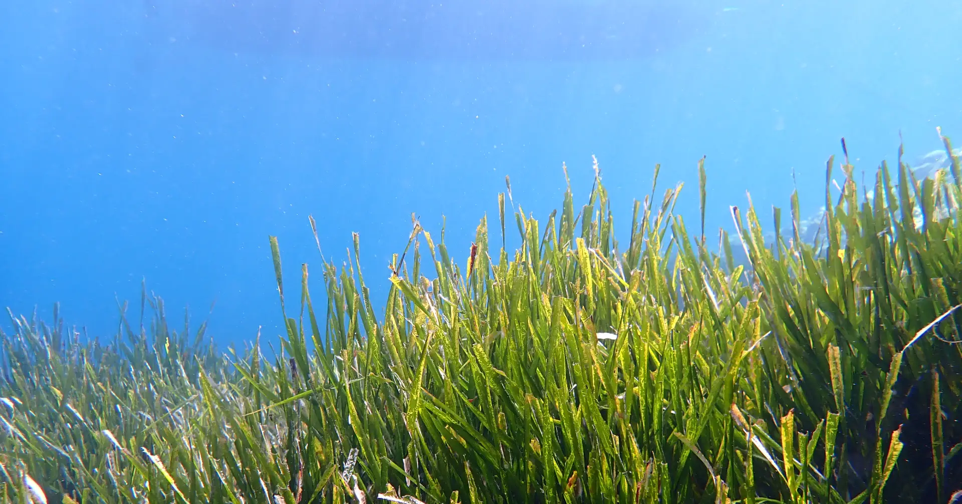 Fondo Posidonia Tabarca Turismo Activo